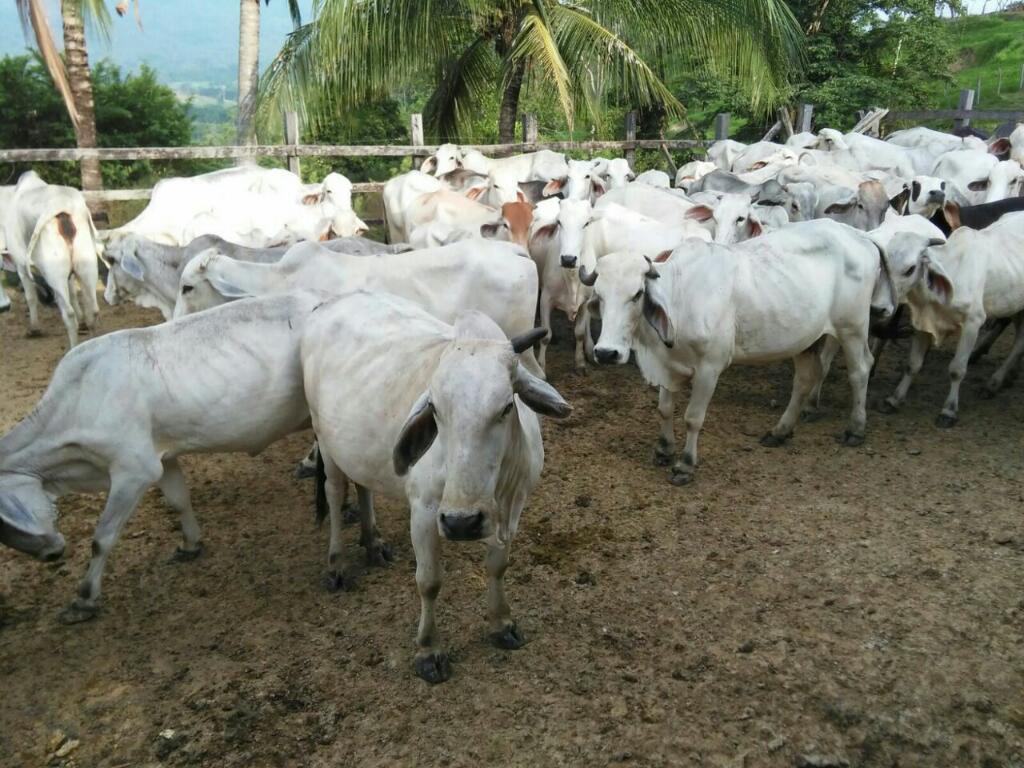 Se vende finca ganadera