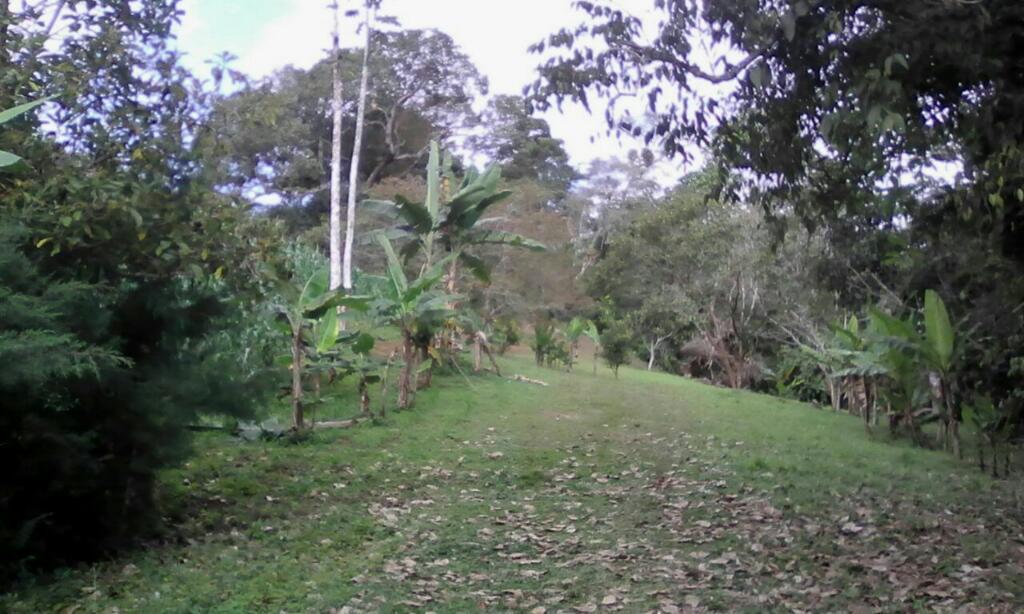 La mejor finca con árboles fretales en l cumbre v