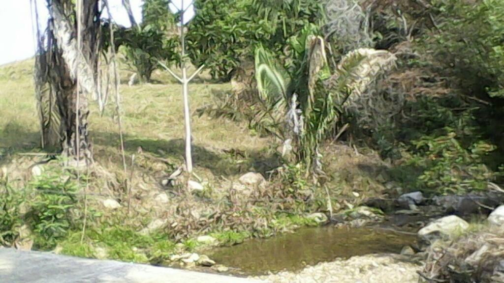 Vendo hermosa finca en Carmen de apicala