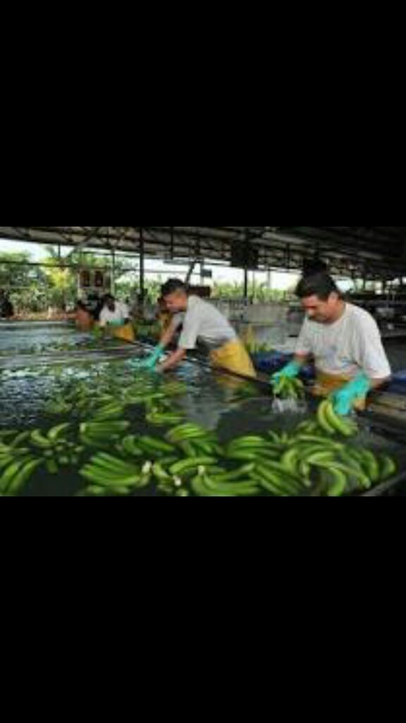 Finca en producción Tucurinca