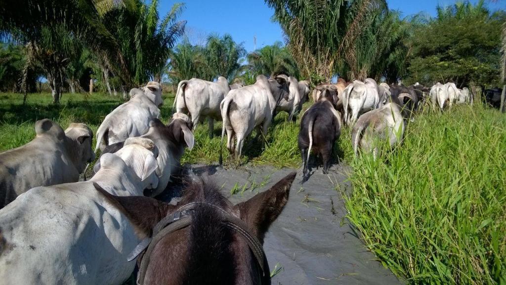 Venta Finca Producción Ganadera