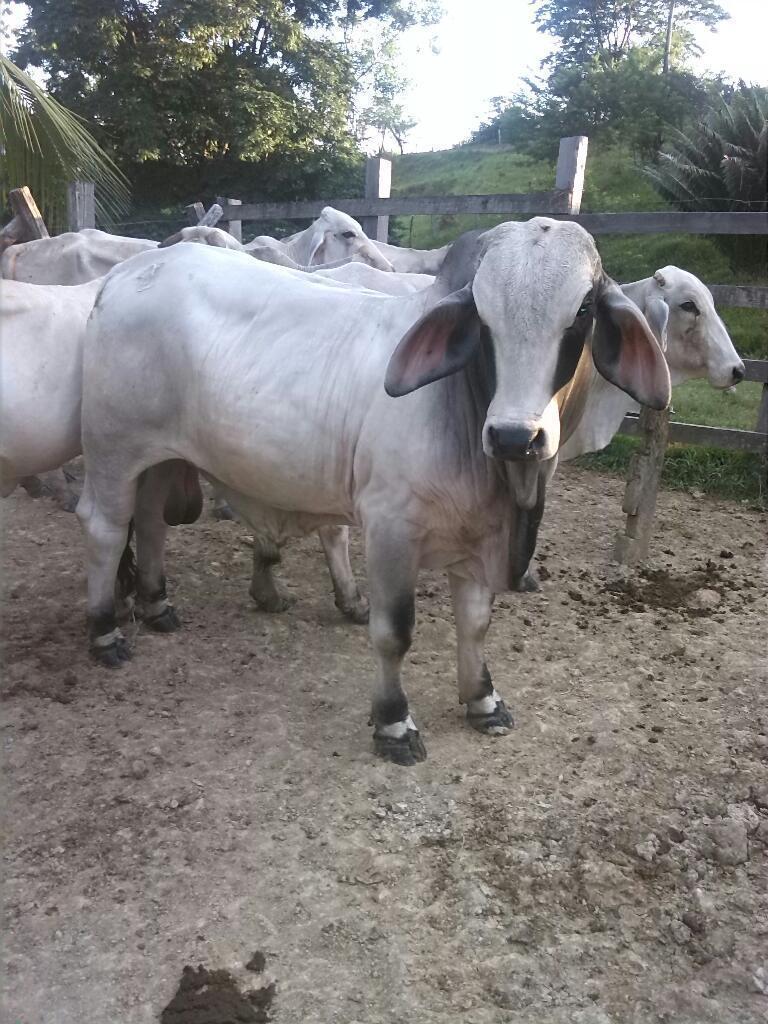 Se vende finca ganadera