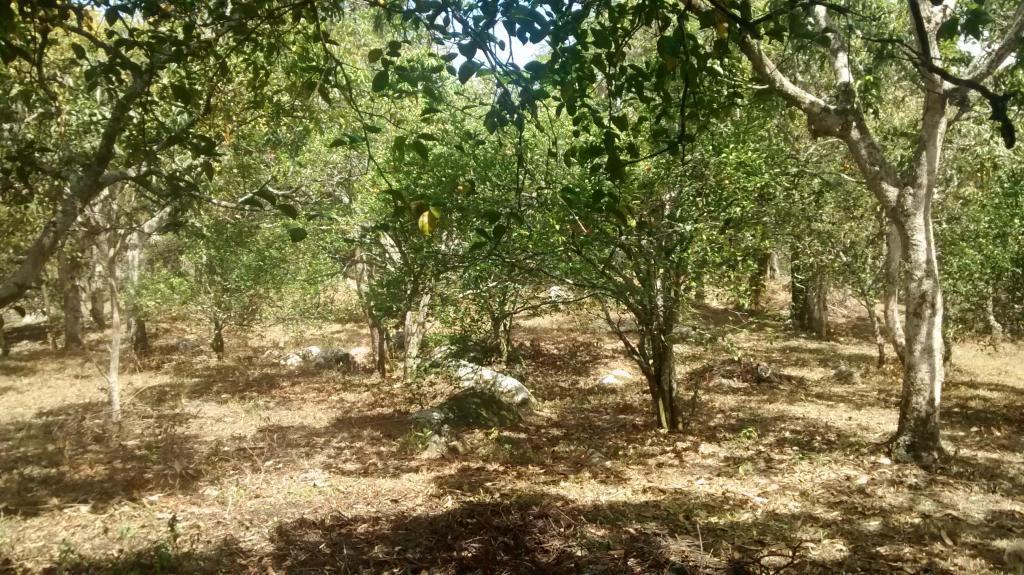 Venta Lote