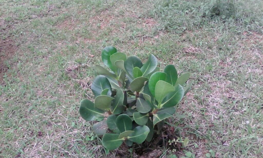 Finca hermosa de 12500 mts2 con arboles cargados de frutas