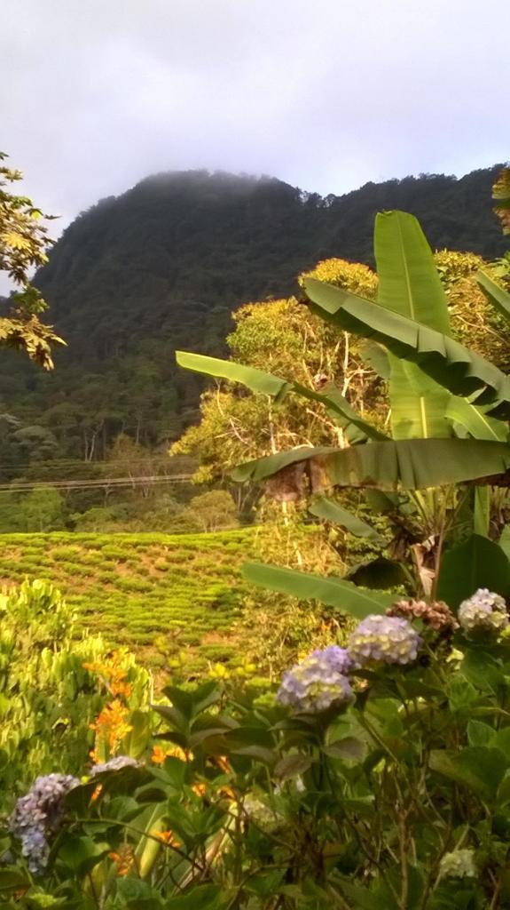 Ganga hermosa finca cafetera