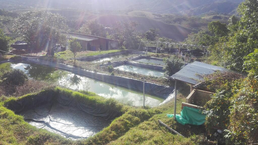 Se vende finca cafetera en Tunja