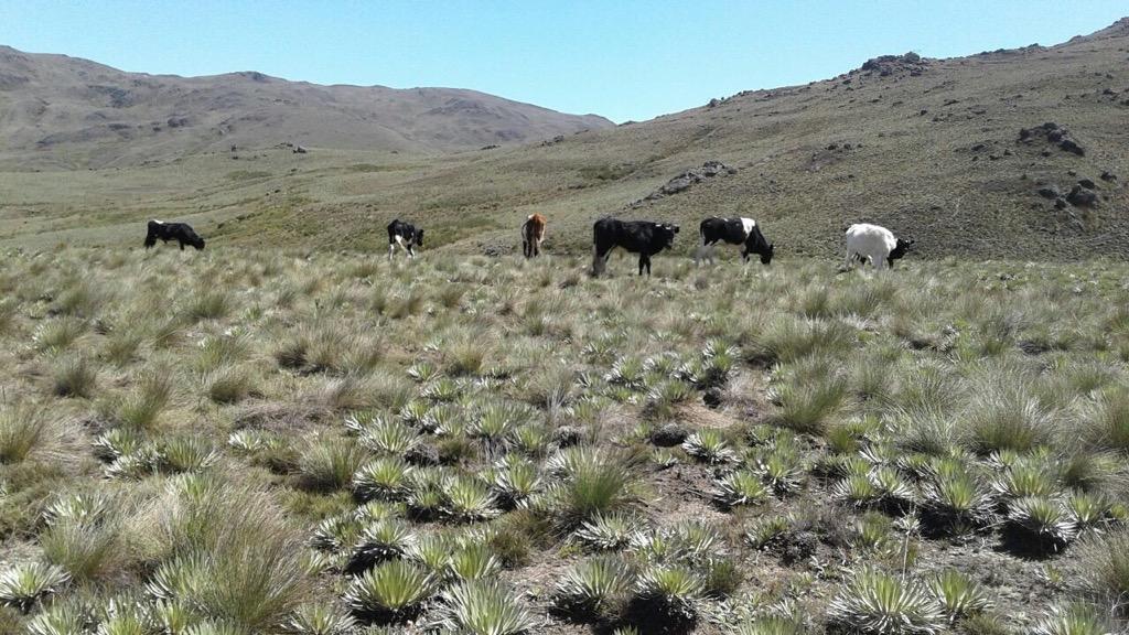 FINCA LOTE EN BERLIN POR EL SECTOR DE CUESTA BOBA, SE RECIBE PERMUTA DE MENOR VALOR, PERMUTO, VENPERMUTO