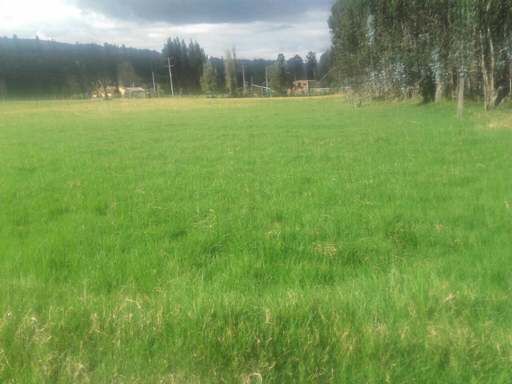 Vendo Excelente Finca Kilómetro 4 Vía Ubaté Chiquinquirá Cuenta de 4 Fanegadas Y Media Vía