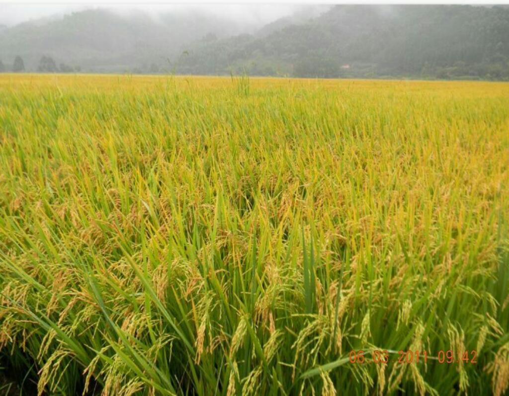 Se Vende Finca de Arroz