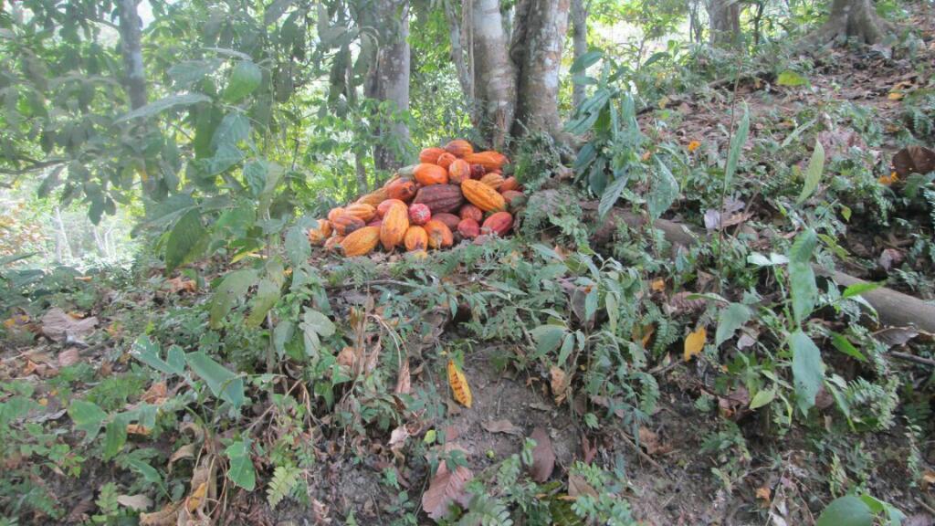 se vende esta hermosa fincas de 40 hectáreas tiene cacao frutas aguacate nacederos de ag