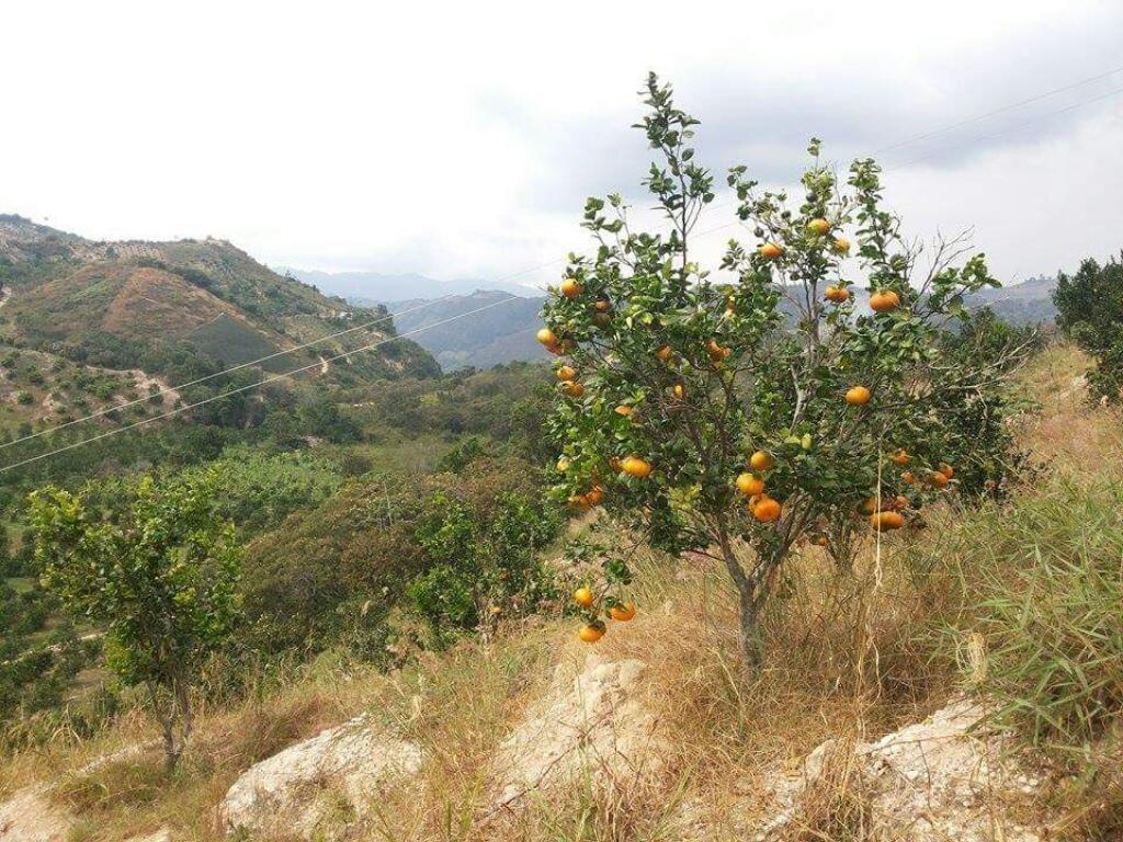 Vendo Finca en Lebrija Cultivada en Citricos