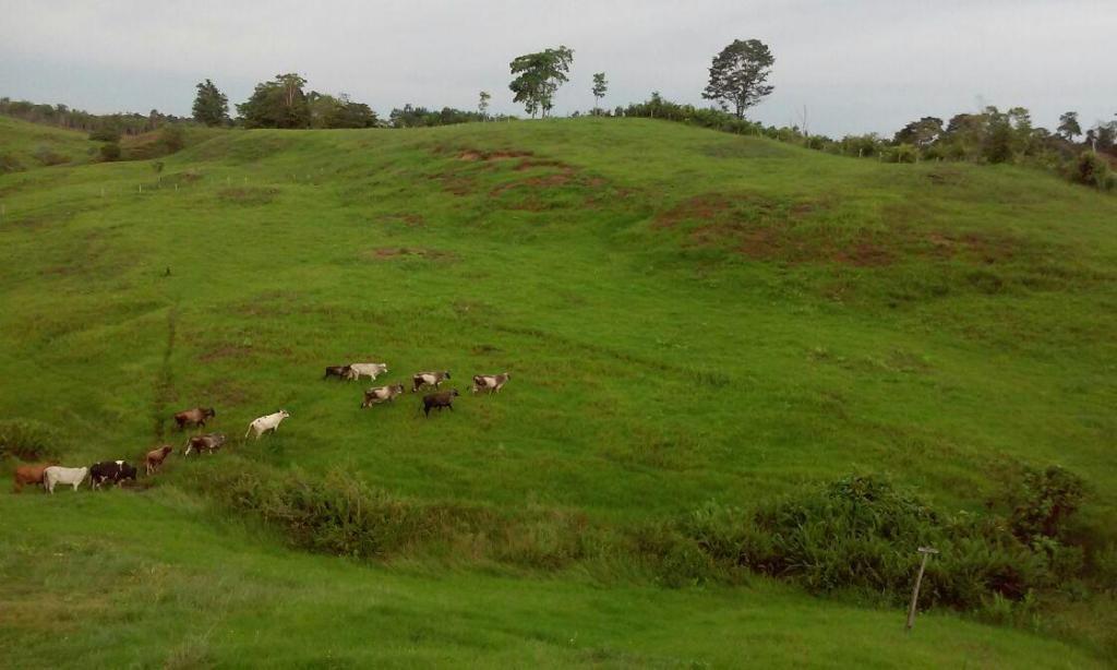 VENDO FINCA GANADERA SECTOR PANAMERICANA PARA QUE INICIE SU PROYECTO GANADERO LLAMA YA 3187777657 CÓDIGO 079