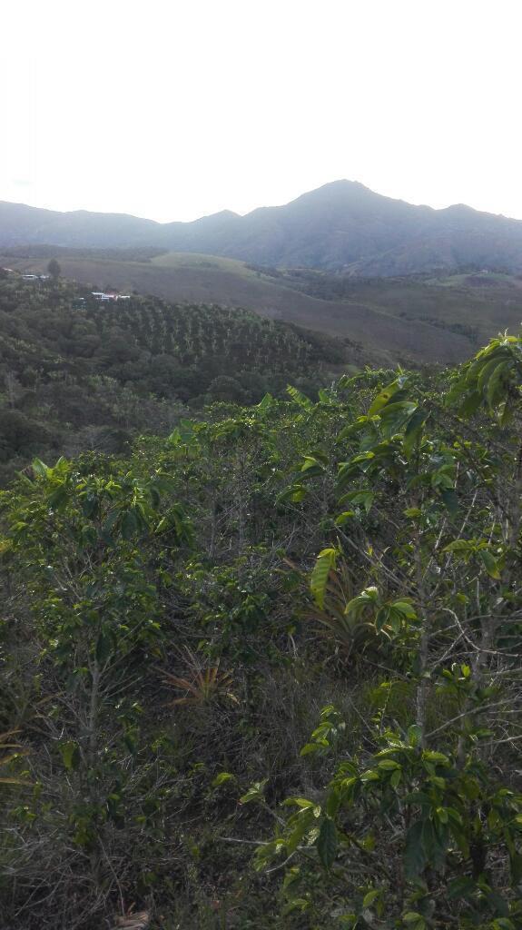 Vendo finca cafetera