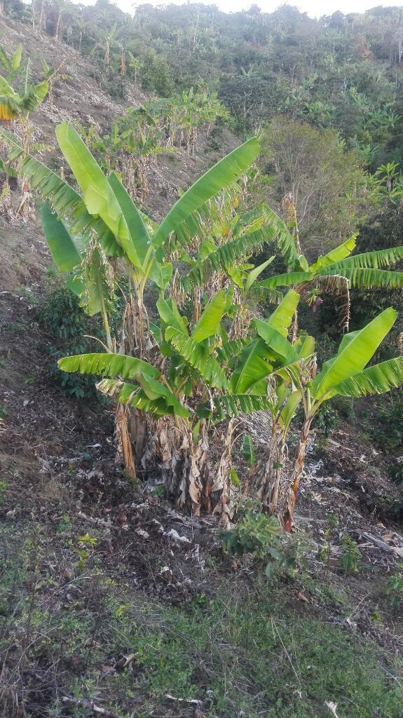 Vendo finca cafetera