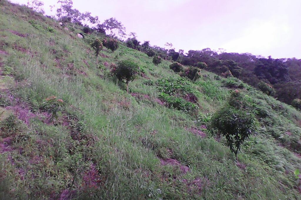 Se Vende Una Finca de 23 Hectáreas en Cafe