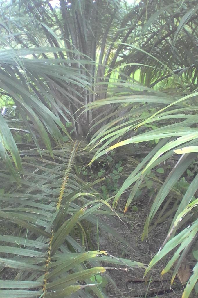 vendo finca de 7 hectareas con cultivo de palma de 4 años de sembrada