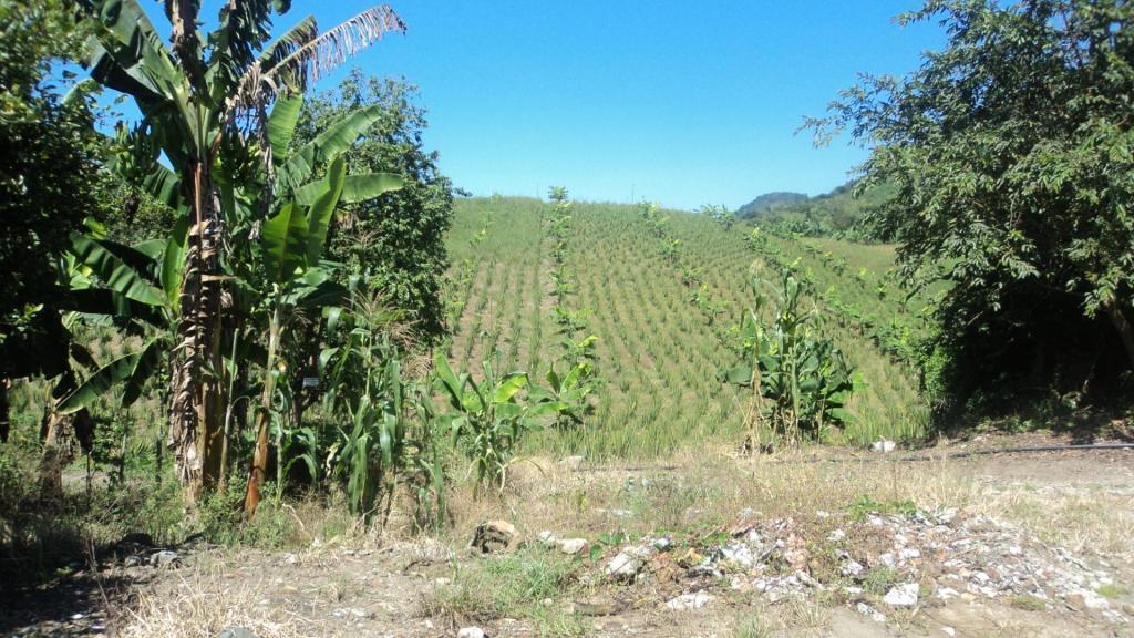 TERRENO Y/O FINCA EN COMBIA