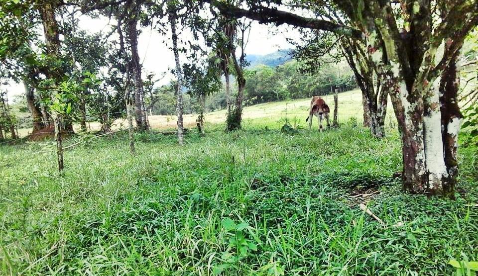 2 Hectareás de terreno y RESERVA FORESTAL GRANDE , RÍO cercano