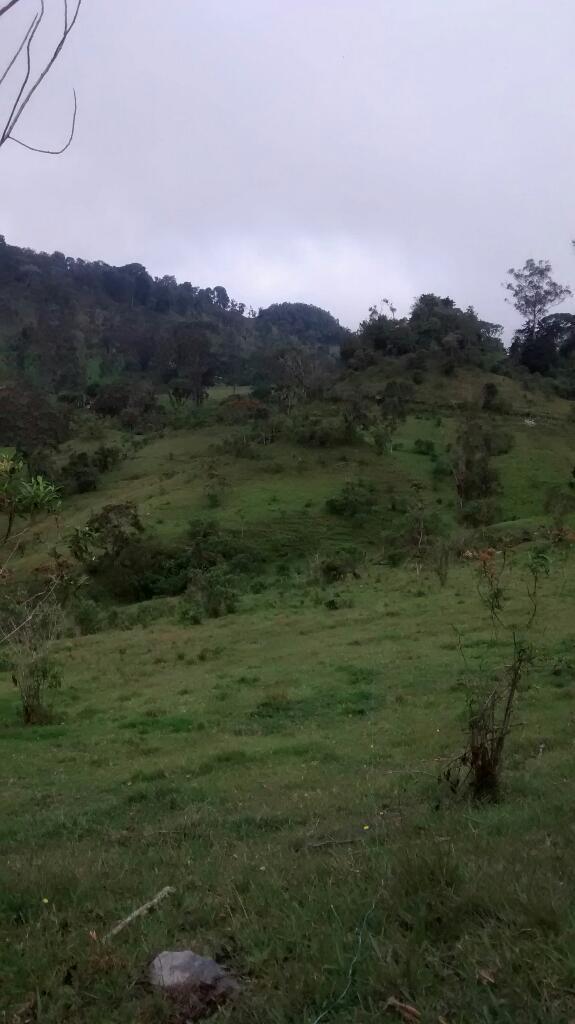 Vendo O Permuto Finca Tres Hectareas