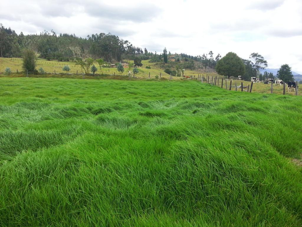 ¡Se vende Finca en el Pantano de Vargas, ganadera!