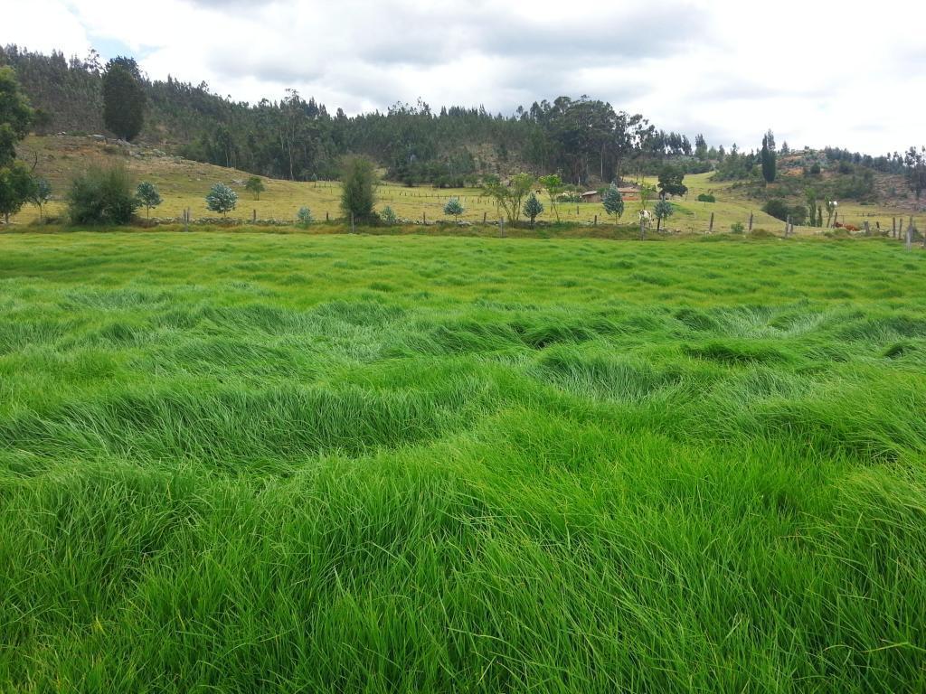 ¡Se vende Finca en el Pantano de Vargas, ganadera!