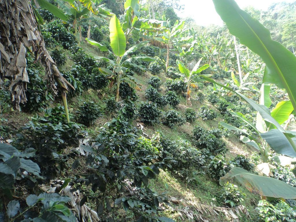 finca cafetera, bien ubicada en etapa de producción y con excelente vista panoramica