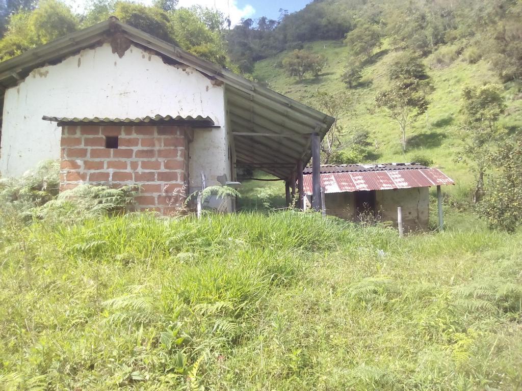 VEGAS DEL QUEMADO, 10 HECTREAS, TENDIDAS, CON AGUA SUFICIENTE, 1 50 M DE LA CARETERA VEREDAL