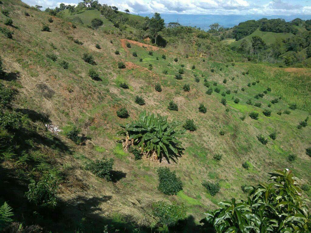 Vendo Finca en Falan Tolima