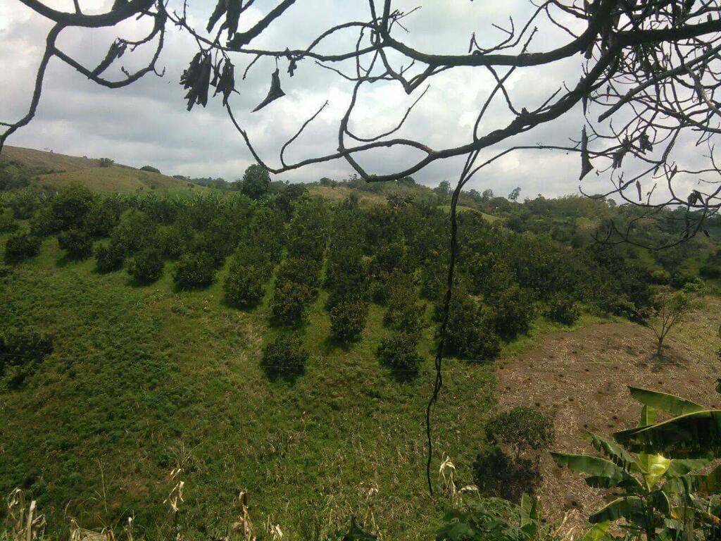 Vendo Finca en Falan Tolima