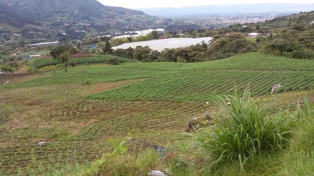 finca para producir en santiago casi 8 cuadras , 150 millones