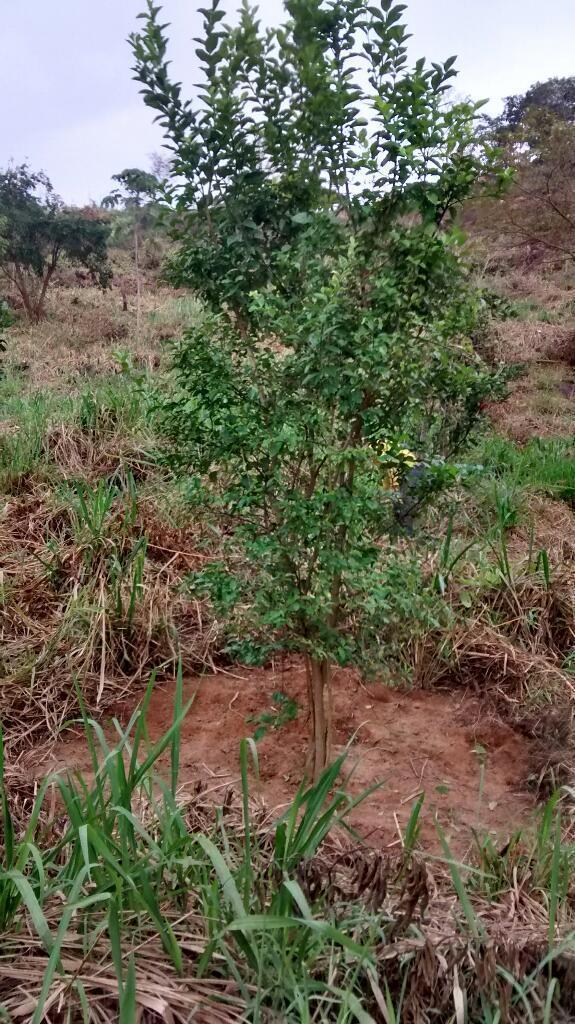 Finca Parcela en El Zulia