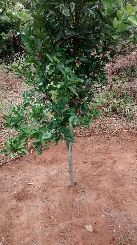 Finca Parcela Terreno en El Zulia