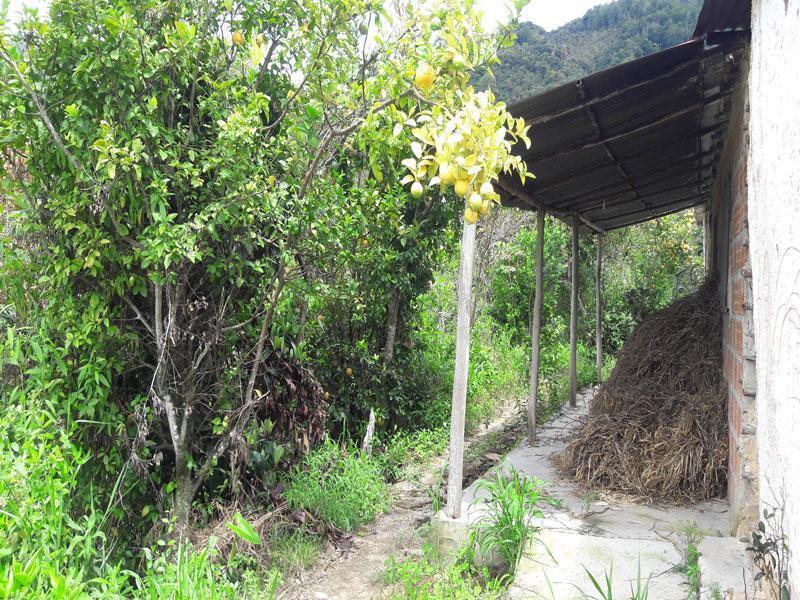 Se vende Finca vereda el apial a 17 km de , abundante agua