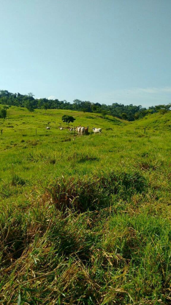 Finca Ganadera