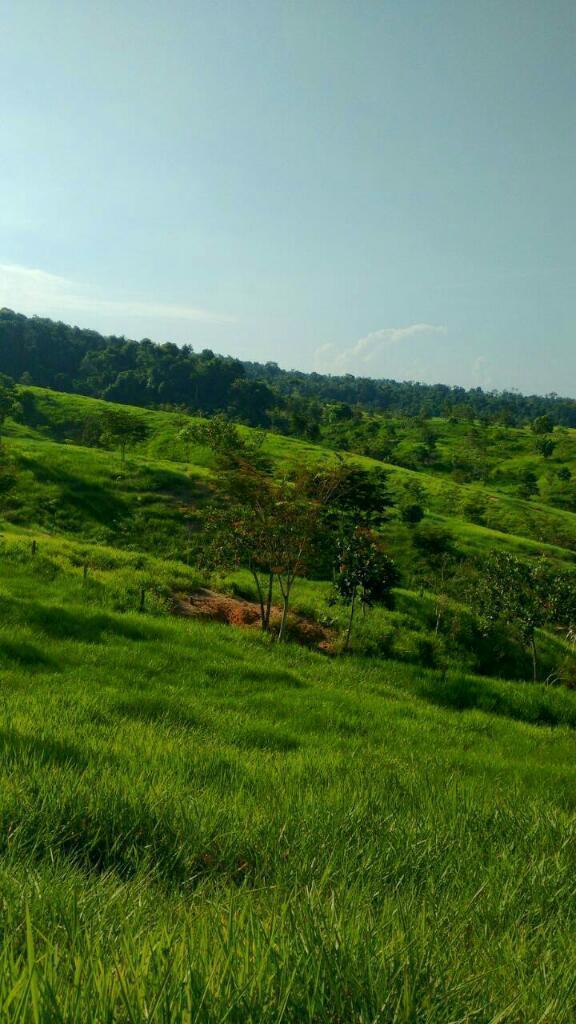 Finca Ganadera