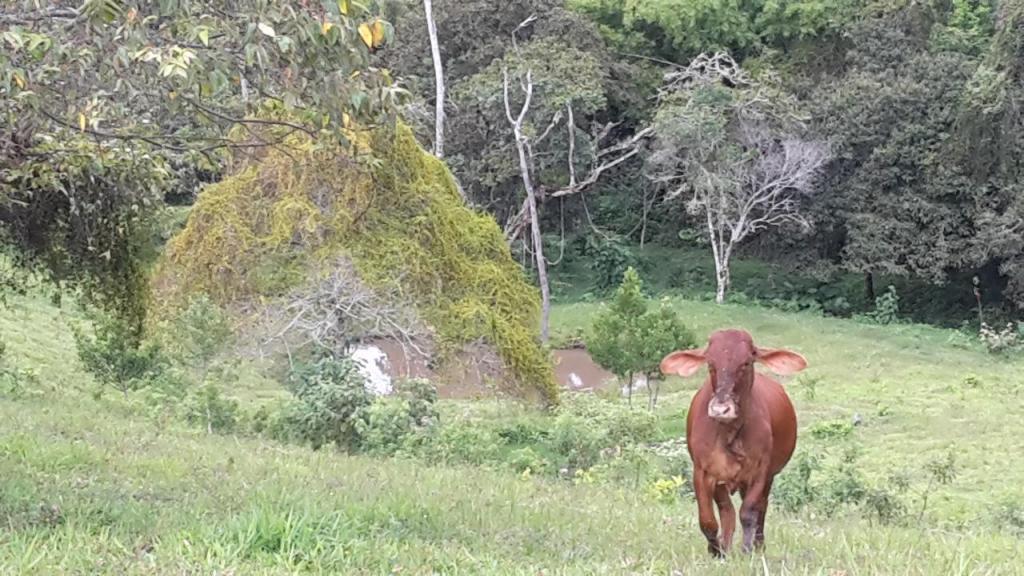 QUEBRADANEGRA , Venta de finca,con área de siete hectáreas, con casa, comunicarse al 3013506122