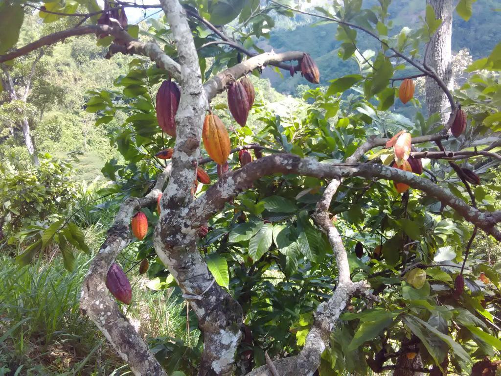 Venta finca cacaotera rio negro