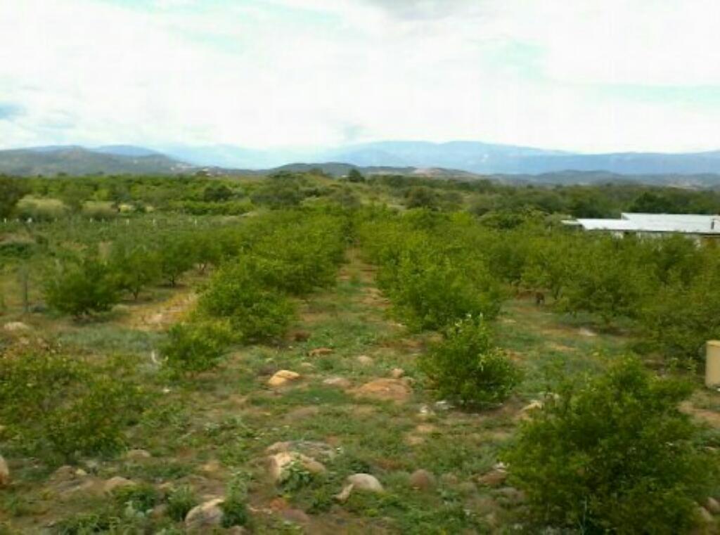 Lote de 50 de frente x 97 de fondo municipio el zulia sector cañahuate