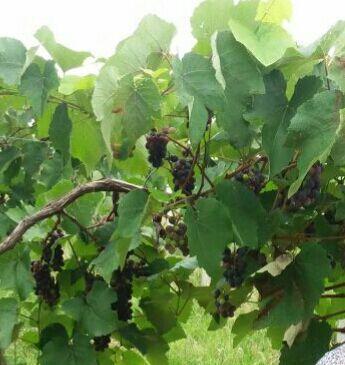 lote en altamira con cultivo de uva isabela 1800 plantas