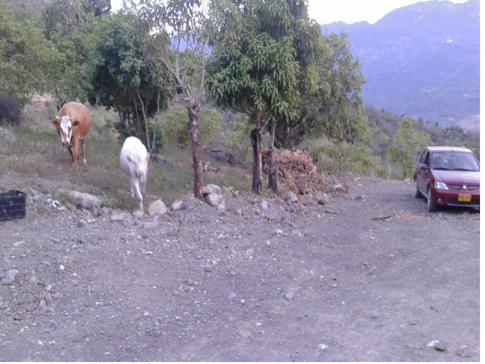 Vendo finca 13 fanegadas a 500mts de