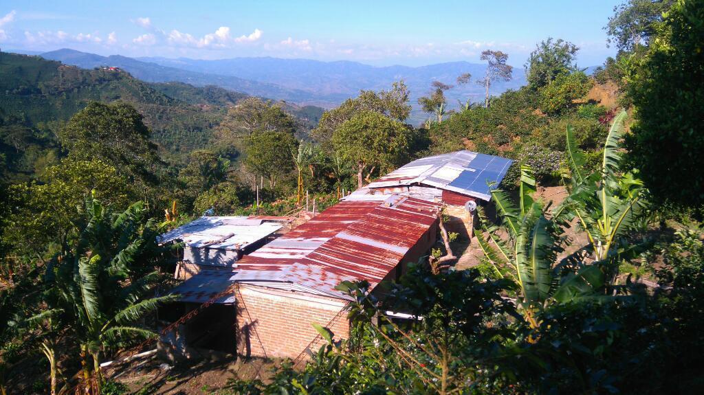 Vende finca cafetera y plátano