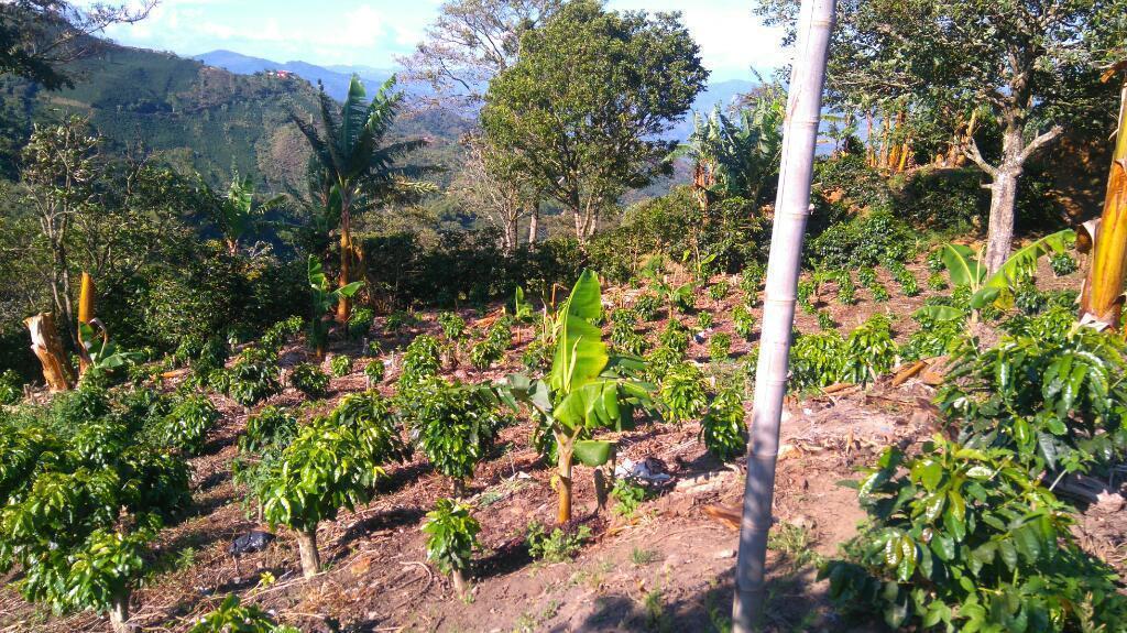 Vende finca cafetera y plátano